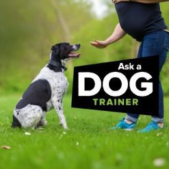 Ask a Dog Trainer