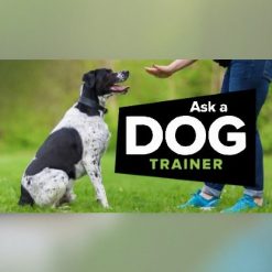 Ask a Dog Trainer