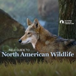 Field Guide to North American Wildlife