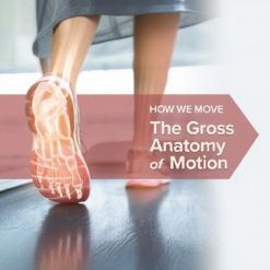 How We Move: The Gross Anatomy of Motion