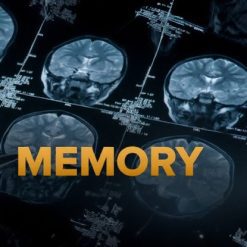 Memory and the Human Lifespan