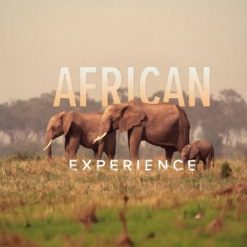 The African Experience: From “Lucy” to Mandela