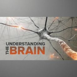 Understanding the Brain