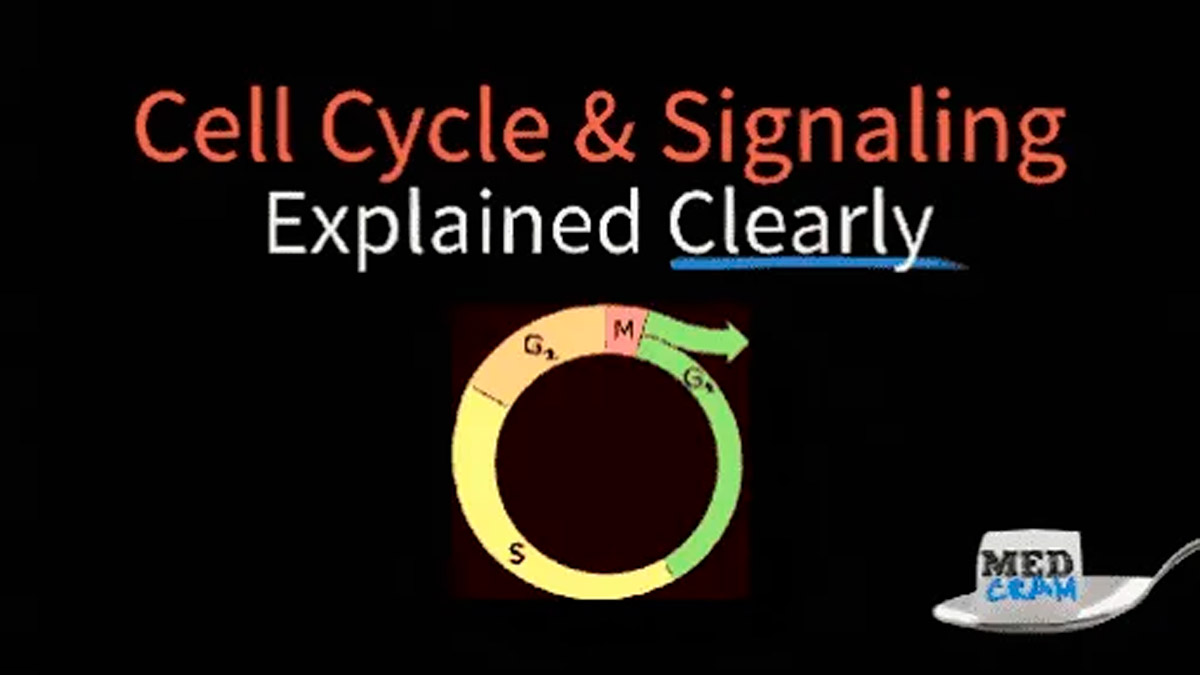 Understanding the Cell Cycle, Cell Signaling, and Disease: A Comprehensive Overview